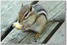 chipmunk