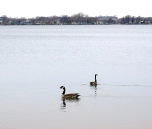 Geese in Lake Florida