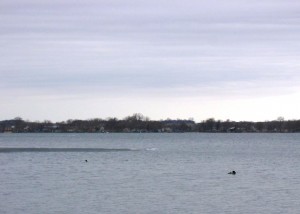 Loons in Lake Florida