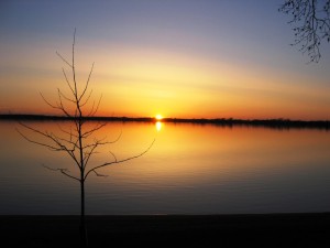 Maple tree in sunset