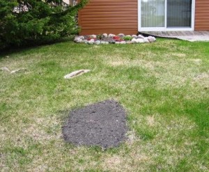 #11 tree stump finished and seeded