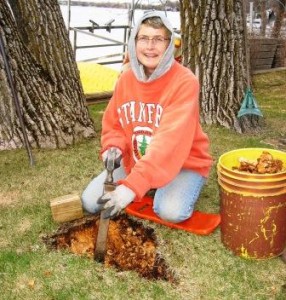 digging out tree stump