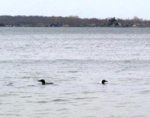 2 loons swimming in the rain at Dickerson's Resort