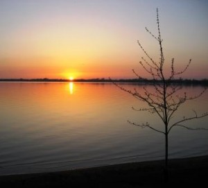 Maple Tree in the sunset at Dickerson's Resort
