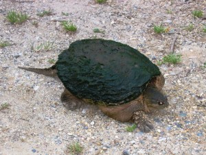 snapping turtle