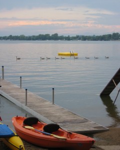 Geese come to visit