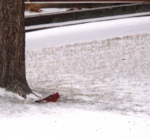 cardinal at Dickerson's Resort