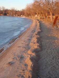 Sand snake on January 10