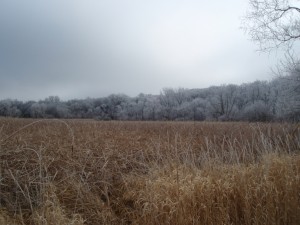 Looking east over the meadow