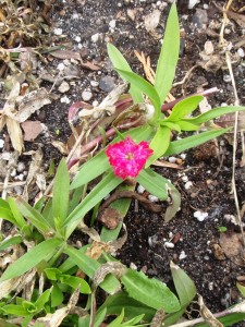 Dianthus