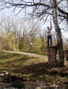 pruning tree