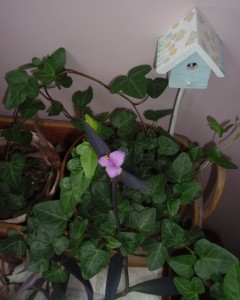 Flower blossom