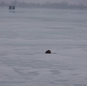 muskrat