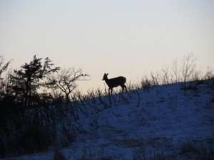 deer