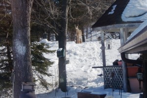 deer at resort