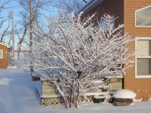 snowy tree