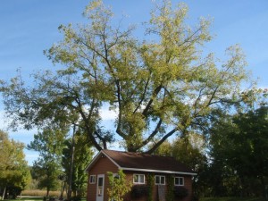 black walnut tree