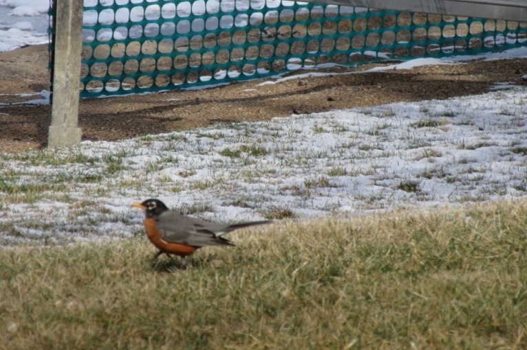 First Robin