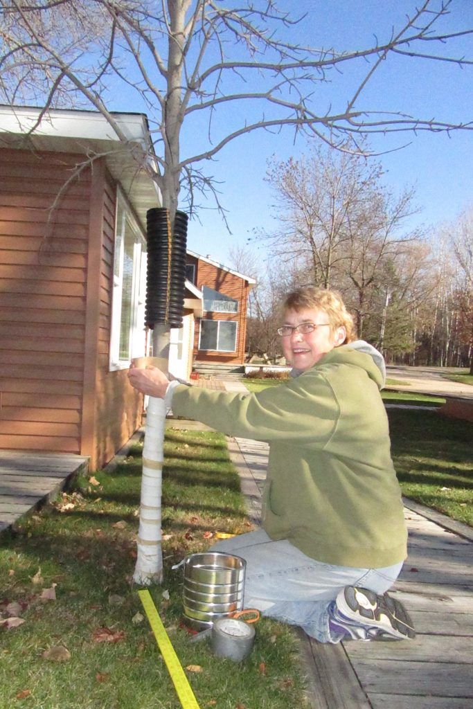 wrapping trees for winter