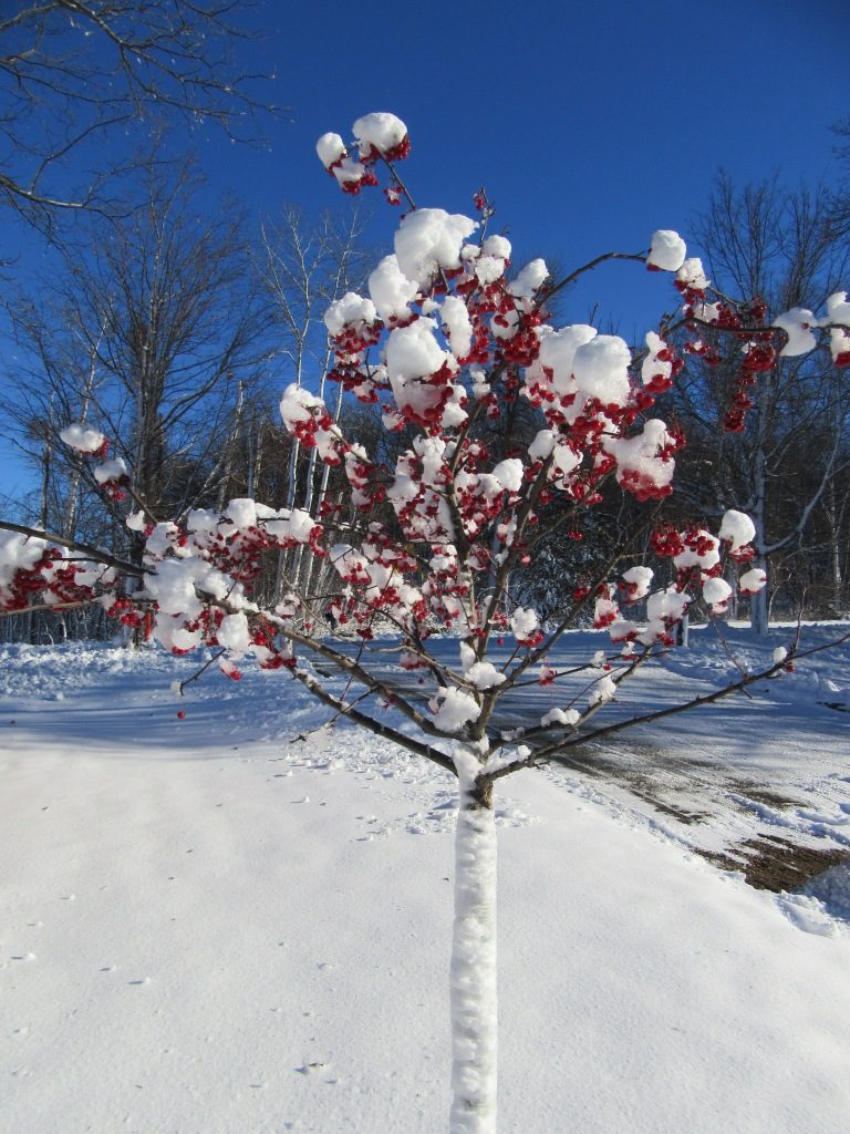 Crabapple Tree